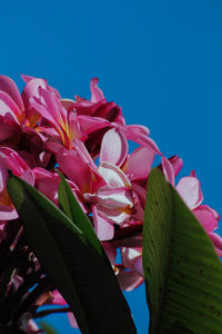 Low angle view of pink flowering plants against sky