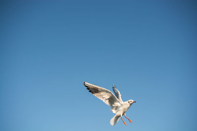 Low angle view of seagull flying