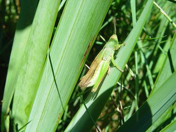 Close-up of insect on leaf