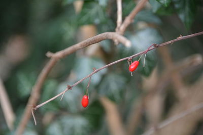 Close-up of red berries growing on tree