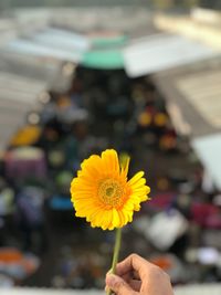 Close-up of hand holding yellow flower