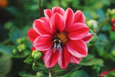 Close-up of bee on flower