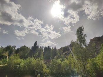 Low angle view of trees against sky