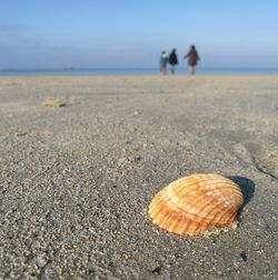 Close-up of crab on beach against sky