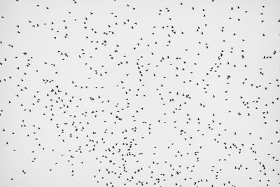 Low angle view of silhouette birds flying against sky