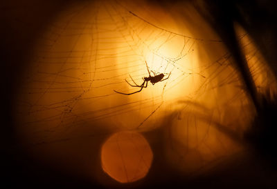 Close-up of spider on web against sunset sky