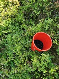 High angle view of drink on field