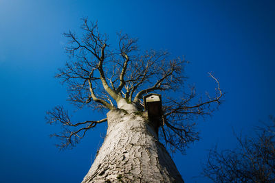 Low angle view of birdhouse on bare tree against clear blue sky