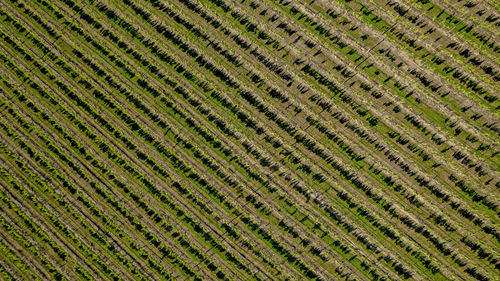 Full frame shot of agricultural field