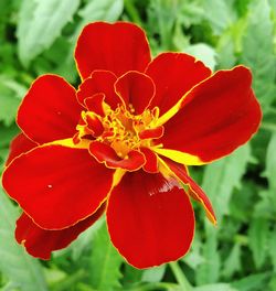 Close-up of red flower blooming outdoors