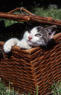 High angle view of kitten in basket on field