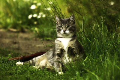 Portrait of a cat on field