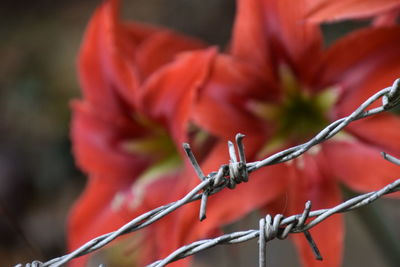 Close-up of red flowering plant