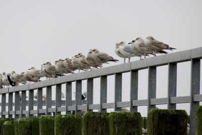 Birds perching on a fence against the sky