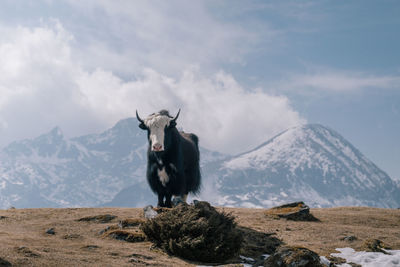 View of a horse on snow covered mountain