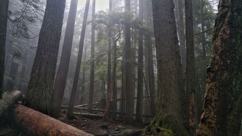 Trees in forest during foggy weather