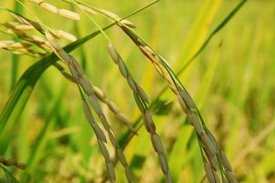 Close-up of crop growing on field