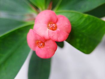 Close-up of pink flowering plant