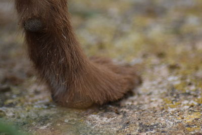 Close-up of dog on field