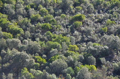 High angle view of plants and trees in forest