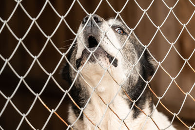 Close-up of chainlink fence in cage at zoo