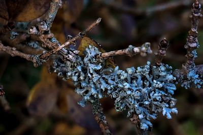 Close-up of frozen plant