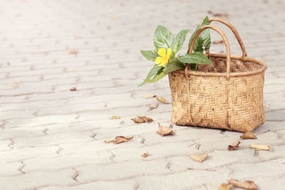 Close-up of plant in basket on table