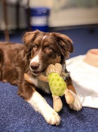 Portrait of dog with toy