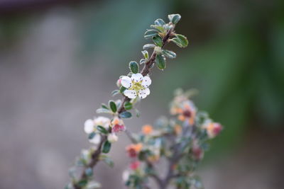 Close-up of white flowering plant