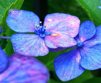 Close-up of purple flowering plant