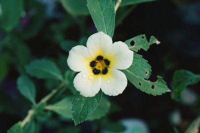 Close-up of insect on yellow flower