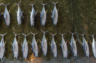 Panoramic view of fish hanging from sea