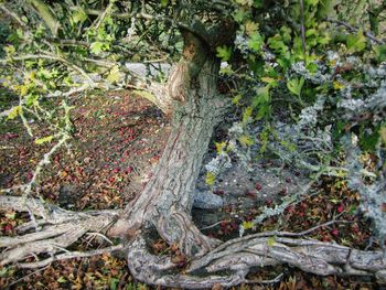 Close-up of tree trunk in forest