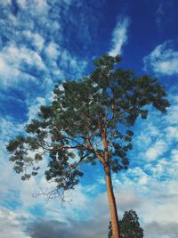 Low angle view of tree against blue sky