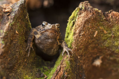 Close-up of frog on tree trunk