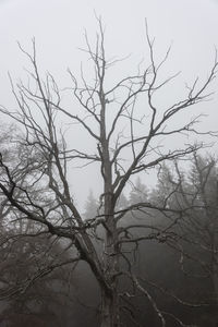 Low angle view of bare tree against sky