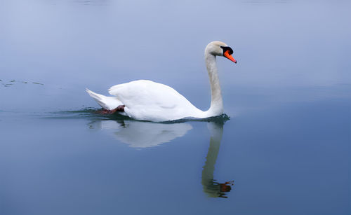 Swan on a lake