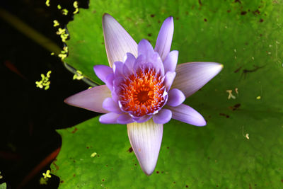 Close-up of purple water lily in pond