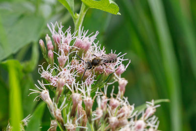 Close-up of insect on purple flower