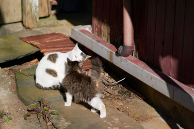 High angle view of 2 cats kissing on wooden floor