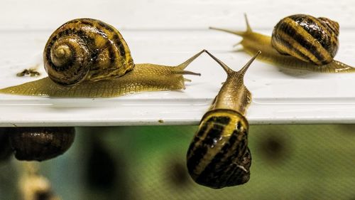 Close-up of snail