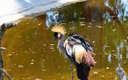 Close-up of grey crowned crane