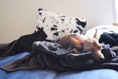 Close-up of dog sleeping on bed at home