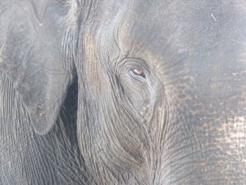 Sumatran elephant in way kambas national park, indonesia