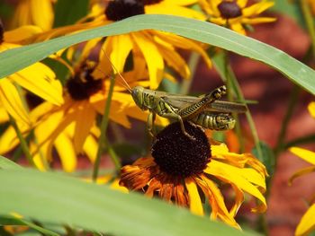 Close-up of insect on yellow flower