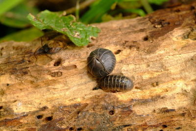 Close-up of snail on leaf