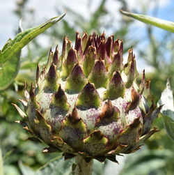 Close-up of fresh artichoke in garden