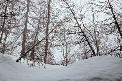 Bare trees on snow covered land