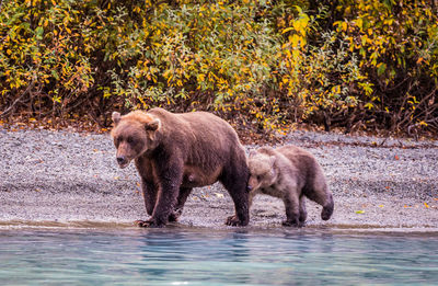 Two horses in the river