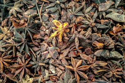 High angle view of dry leaves on plant